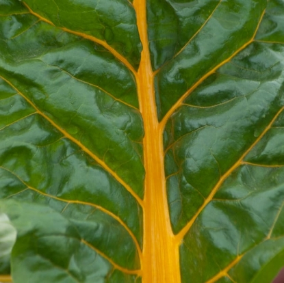 Picture of Chard - Bright Yellow